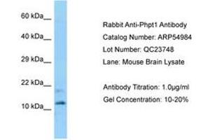 Image no. 1 for anti-phosphohistidine Phosphatase 1 (PHPT1) (AA 69-118) antibody (ABIN6749932) (PHPT1 anticorps  (AA 69-118))