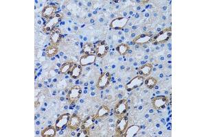 Immunohistochemistry of paraffin-embedded rat kidney using IMPA1 antibody. (IMPA1 anticorps  (AA 1-277))