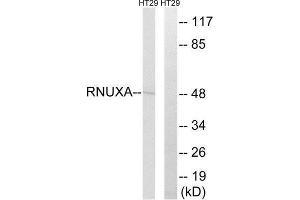 Western Blotting (WB) image for anti-phosphorylated Adaptor For RNA Export (PHAX) (Internal Region) antibody (ABIN1852058) (PHAX anticorps  (Internal Region))