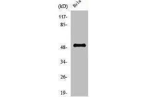 Western Blot analysis of HeLa cells using Cyclin A1 Polyclonal Antibody