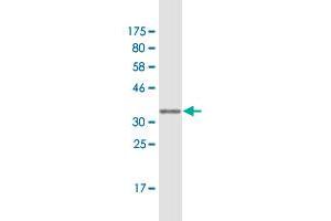 Western Blot detection against Immunogen (36.