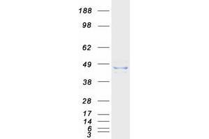 Validation with Western Blot