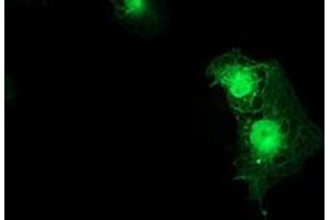 Immunofluorescence (IF) image for anti-Spermine Synthase, SMS (SMS) antibody (ABIN1501095)