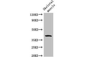 Western Blot Positive WB detected in: Mouse skeletal muscle tissue All lanes: WISP1 antibody at 2.
