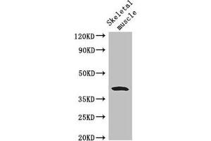Western Blot Positive WB detected in: Mouse skeletal muscle tissue All lanes: WISP1 antibody at 2. (WISP1 anticorps  (AA 130-251))