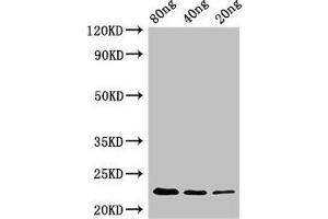 anti-PyrE (AA 1-213) antibody