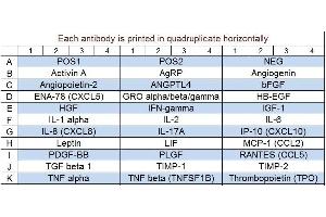 Image no. 1 for Human Angiogenesis Array Q2 (ABIN625703) (Humain Angiogenesis Array Q2)