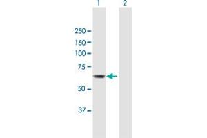 Western Blot analysis of CDADC1 expression in transfected 293T cell line by CDADC1 MaxPab polyclonal antibody. (CDADC1 anticorps  (AA 1-514))