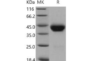 Western Blotting (WB) image for CD38 (Active) protein (His tag) (ABIN7194833) (CD38 Protein (His tag))