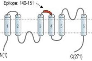 Representative domain view of the target of ABIN7042934. (AQP11 anticorps  (2nd Extracellular Loop))