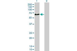 Western Blot analysis of CFHR5 expression in transfected 293T cell line by CFHR5 MaxPab polyclonal antibody.