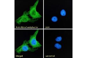 (ABIN334343) Immunofluorescence analysis of paraformaldehyde fixed A431 cells, permeabilized with 0.