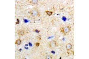 Immunohistochemical analysis of GrpEL2 staining in mouse brain formalin fixed paraffin embedded tissue section. (GRPEL2 anticorps)