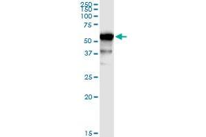 Immunoprecipitation of UGT1A9 transfected lysate using anti-UGT1A9 MaxPab rabbit polyclonal antibody and Protein A Magnetic Bead , and immunoblotted with UGT1A9 purified MaxPab mouse polyclonal antibody (B01P) .