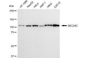 Western blotting analysis using SEC24D antibody (ABIN7800282).