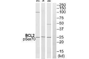 Western blot analysis of extracts from 293 cells. (Bcl-2 anticorps  (pSer70))