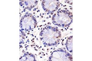 C staining PELP1 in human colon tissue sections by Immunohistochemistry (IHC-P - paraformaldehyde-fixed, paraffin-embedded sections). (PELP1 anticorps  (AA 744-771))