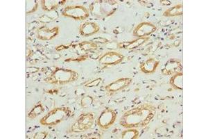 Immunohistochemistry of paraffin-embedded human kidney tissue using ABIN7160986 at dilution of 1:100