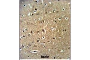 FA Antibody (Center) (ABIN653672 and ABIN2843004) IHC analysis in formalin fixed and paraffin embedded brain tissue followed by peroxidase conjugation of the secondary antibody and DAB staining. (STRIP1 anticorps  (AA 352-381))