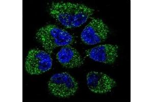 Confocal immunofluorescent analysis of OPG antibody with NCI-H460 cells followed by Alexa Fluor 488-conjugated goat anti-rabbit lgG (green).