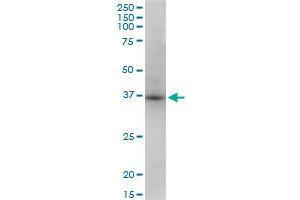 STX18 monoclonal antibody (M13), clone 2E5.