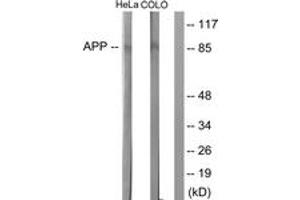 Western blot analysis of extracts from HeLa  and COLO205 cells, using Amyloid beta A4 (Ab-743/668) Antibody. (APP anticorps  (AA 711-760))