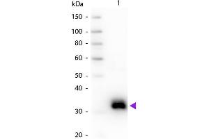 Western blot of Goat Anti-Rat IgG F(c) secondary antibody. (Chèvre anti-Rat IgG (Fc Region) Anticorps - Preadsorbed)