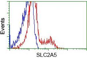 HEK293T cells transfected with either pCMV6-ENTRY SLC2A5 (RC200418) (Red) or empty vector control plasmid (Blue) were immunostained with anti-SLC2A5 mouse monoclonal (ABIN2452384, Dilution 1:1,000), and then analyzed by flow cytometry. (SLC2A5 anticorps)