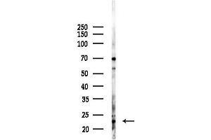 Western blot analysis of lysates from HepG2 cells(heat-shock,45 min treatment), using NSG1 Antibody at 1/1000 dilution.