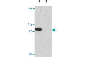 Western blot analysis of PION in EL4 cell lysate with PION polyclonal antibody  at 0.