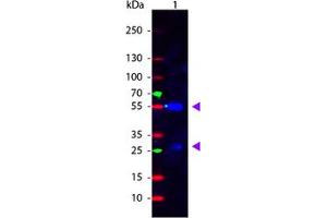 Image no. 1 for Rabbit anti-Human IgG (Whole Molecule) antibody (FITC) (ABIN301077) (Lapin anti-Humain IgG (Whole Molecule) Anticorps (FITC))