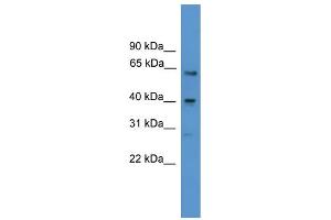 WB Suggested Anti-SSTR2 Antibody Titration: 0. (SSTR2 anticorps  (Middle Region))