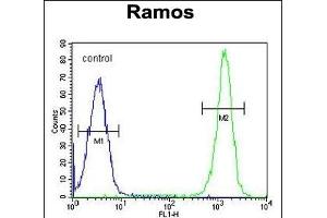 ETFA Antibody (C-term) (ABIN655079 and ABIN2844711) flow cytometric analysis of Ramos cells (right histogram) compared to a negative control cell (left histogram). (ETFA anticorps  (C-Term))