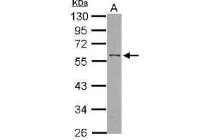 WB Image Sample (30 ug of whole cell lysate) A: HepG2 10% SDS PAGE antibody diluted at 1:1000 (ANGPTL3 anticorps)
