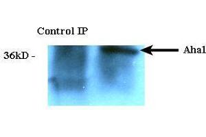 Immunoprecipitation analysis using Rat Anti-Aha1 Monoclonal Antibody, Clone 25F2. (AHSA1 anticorps  (Atto 390))