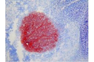 Immunohistochemistry (IHC) image for anti-Contactin 2 (Axonal) (CNTN2) antibody (ABIN400637)