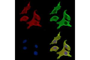 ABIN7097114 and ABIN7101181 staining Hela cells by IF/ICC. (LRRTM4 anticorps)