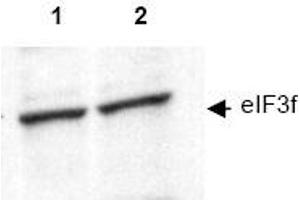 Image no. 1 for anti-Eukaryotic Translation Initiation Factor 3 Subunit F (EIF3F) (AA 114-125) antibody (ABIN401344) (EIF3F anticorps  (AA 114-125))