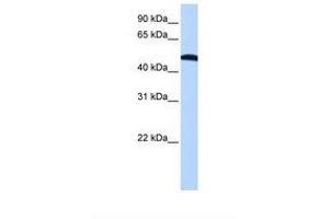 Image no. 1 for anti-Eukaryotic Translation Initiation Factor 2, Subunit 2 Beta, 38kDa (EIF2S2) (N-Term) antibody (ABIN6737932)