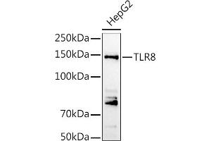 Western blot analysis of extracts of HepG2 cells, using TLR8 antibody (ABIN3022014, ABIN3022015, ABIN3022016, ABIN1513616 and ABIN6218568) at 1:1000 dilution.