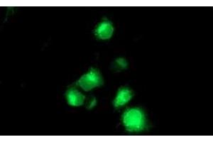 Anti-TMPRSS5 mouse monoclonal antibody (ABIN2454938) immunofluorescent staining of COS7 cells transiently transfected by pCMV6-ENTRY TMPRSS5 (RC223774). (TMPRSS5 anticorps)