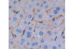 anti-Lymphocyte Function Associated Antigen 2 (AA 23-203) antibody