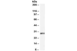 Western blot testing of HeLa cell lysate with HOXB13 antibody at 0. (HOXB13 anticorps)