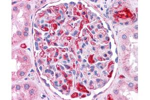 Immunohistochemistry (IHC) image for anti-Apolipoprotein E (APOE) (N-Term) antibody (ABIN503507) (APOE anticorps  (N-Term))