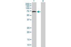 Western Blot analysis of WHSC2 expression in transfected 293T cell line by WHSC2 MaxPab polyclonal antibody. (WHSC2 anticorps  (AA 1-528))