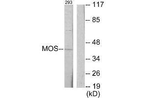 Western Blotting (WB) image for anti-Moloney Sarcoma Oncogene (MOS) (Internal Region) antibody (ABIN1849094) (MOS anticorps  (Internal Region))