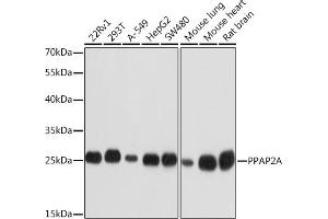 Western blot analysis of extracts of various cell lines, using PPA Rabbit pAb (ABIN3017289, ABIN3017290, ABIN3017291 and ABIN6220024) at 1:1000 dilution. (PPAP2A anticorps  (AA 1-100))