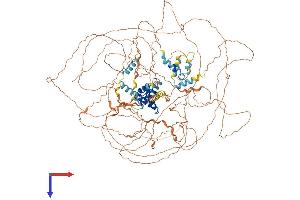 NUT (AA 1-1126) protein (His tag)