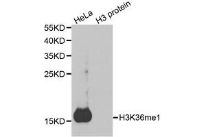 Western blot analysis of extracts of various cell lines, using MonoMethyl-Histone H3-K36 antibody. (Histone 3 anticorps  (H3K36me))