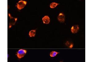Immunofluorescence analysis of L929 cells using MFGE8 Polyclonal Antibody at dilution of 1:100.